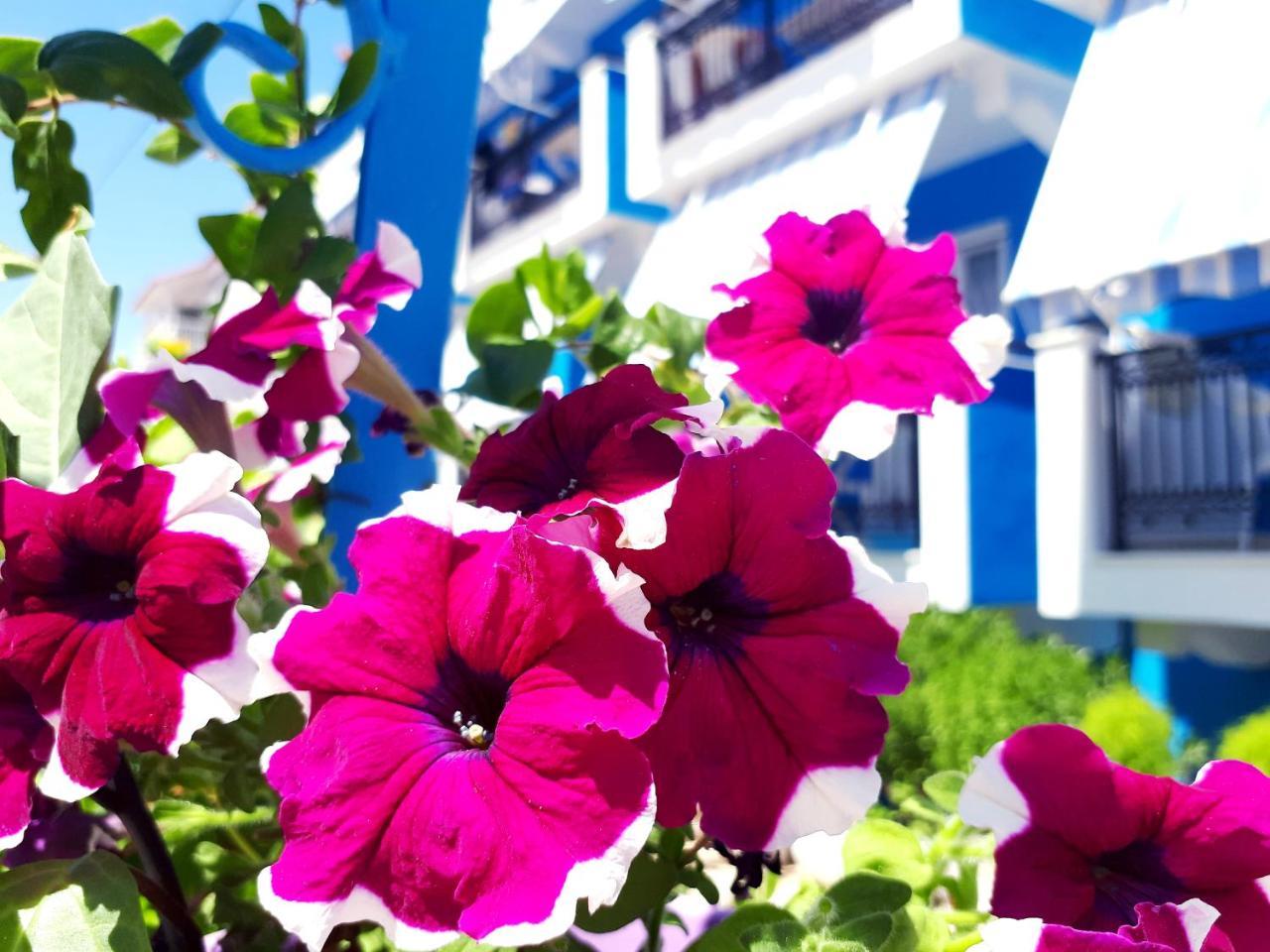Zante Dahlia Hotel Laganas Ngoại thất bức ảnh