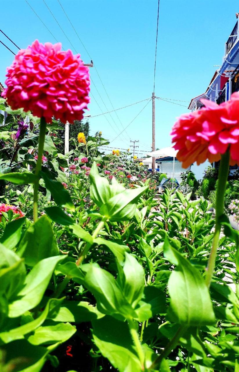 Zante Dahlia Hotel Laganas Ngoại thất bức ảnh